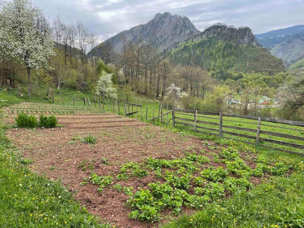 Family Owned Self Sufficient Eco Farm Tara Hotel Pljevlja Exterior foto