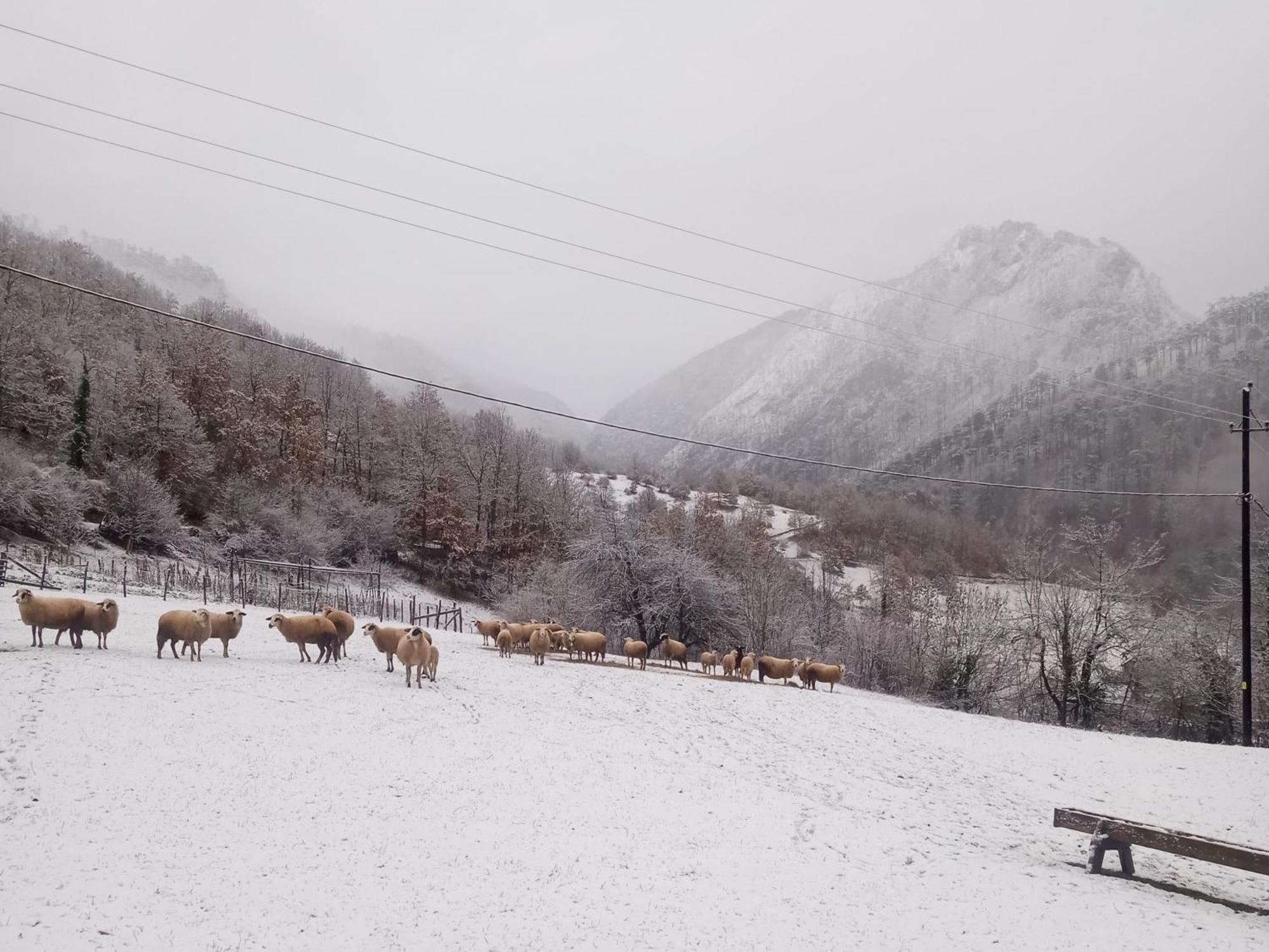 Family Owned Self Sufficient Eco Farm Tara Hotel Pljevlja Exterior foto
